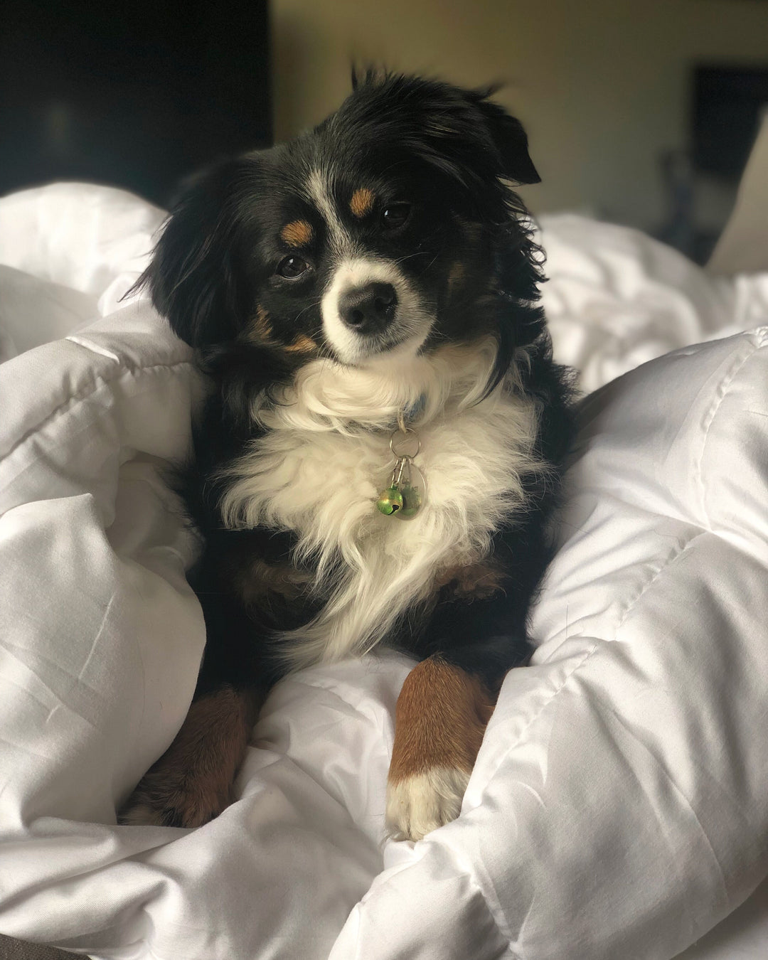 A tri-color long-haired dog wearing a bell collar sits on white bedding, looking toward the camera.
